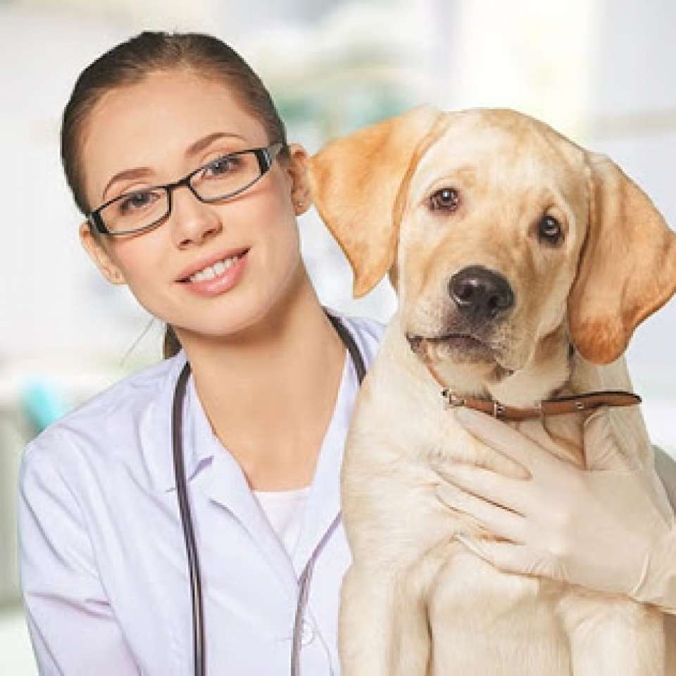 O que faz, como se tornar e quanto ganha o médico veterinário?