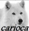 Foto de perfil Lobo carioca